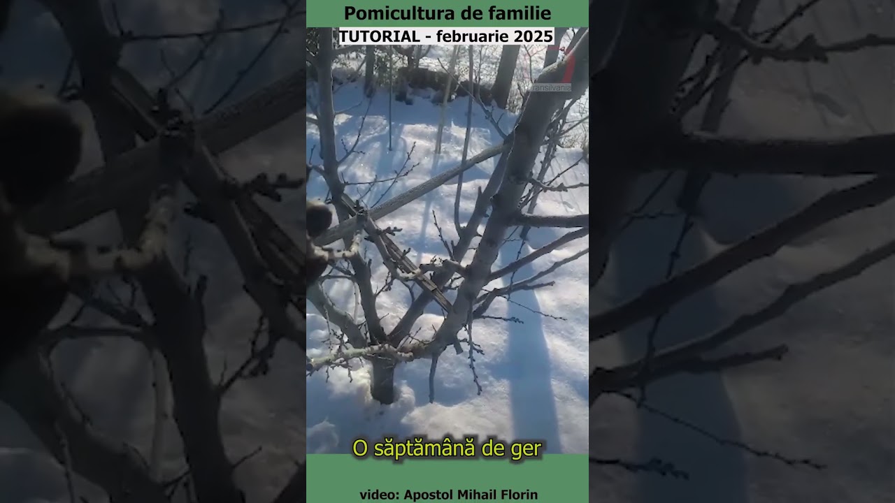 Pomicultura de familie - O săptămână de ger