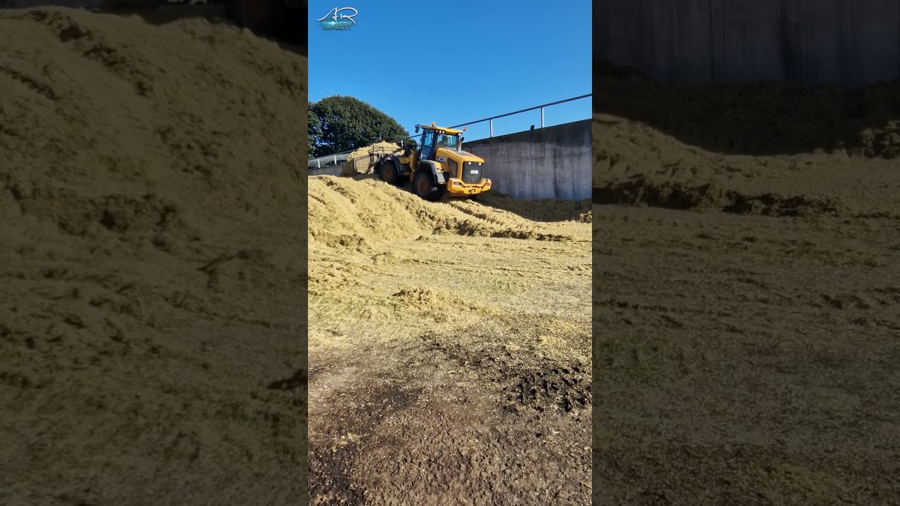 JCB 435s buckrake on the pit #jcb #agriculture #shovel #buckrake #silage #farming #shortsvideo