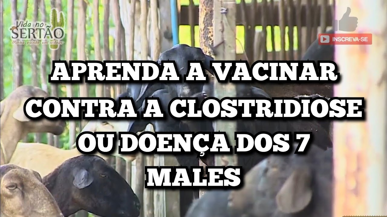 ALERTA PARA CRIADORES | BACTÉRIAS PODEM CAUSAR DOENÇAS E ATÉ MATAR OS OVINOS.