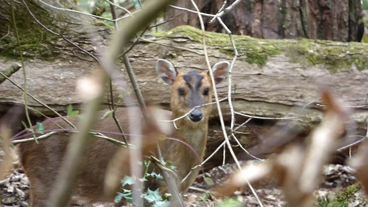 Reeves' Muntjac 