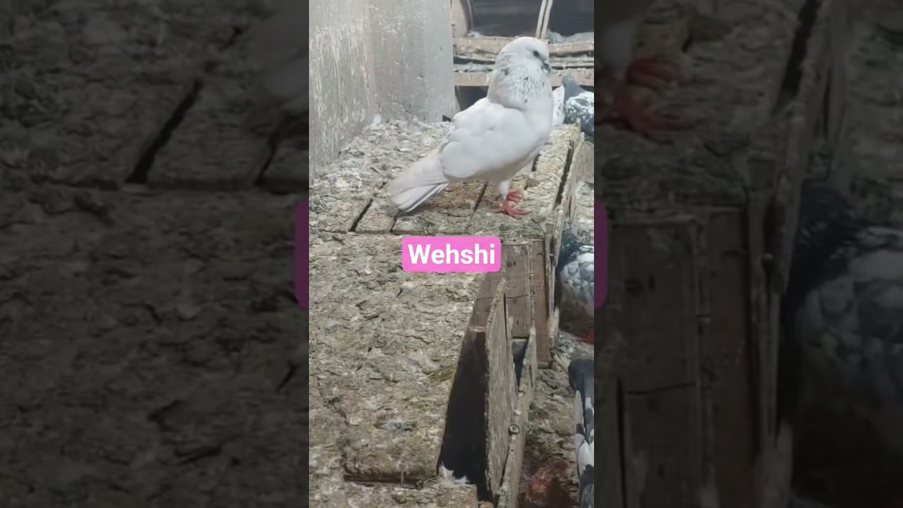 Bemina Champion Pigeons Ek Wehshi Kabootar Ka Shouq. #achakabutarkepeechan #parwazikaboter