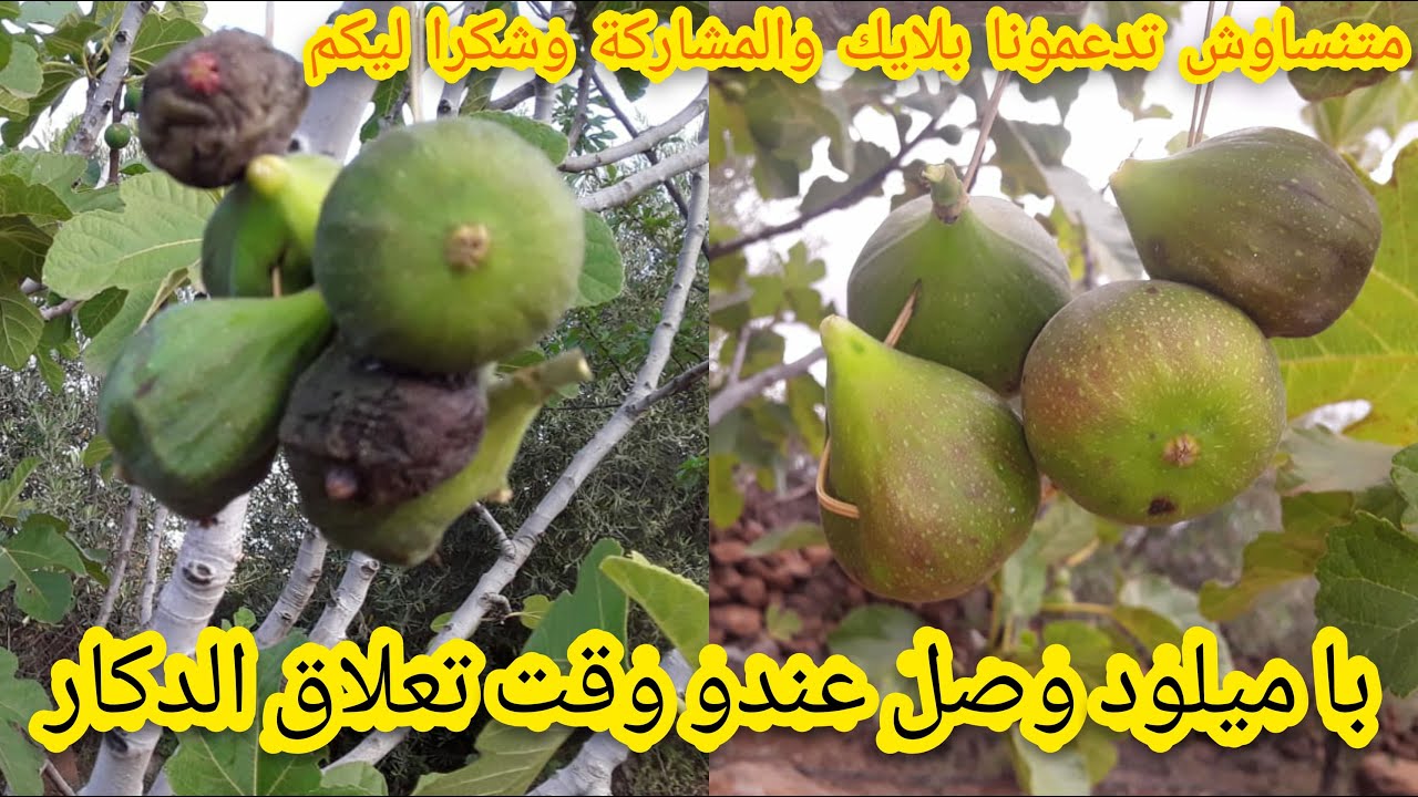 Fig pollinisation طريقة وضع الدكار على شجرة التين