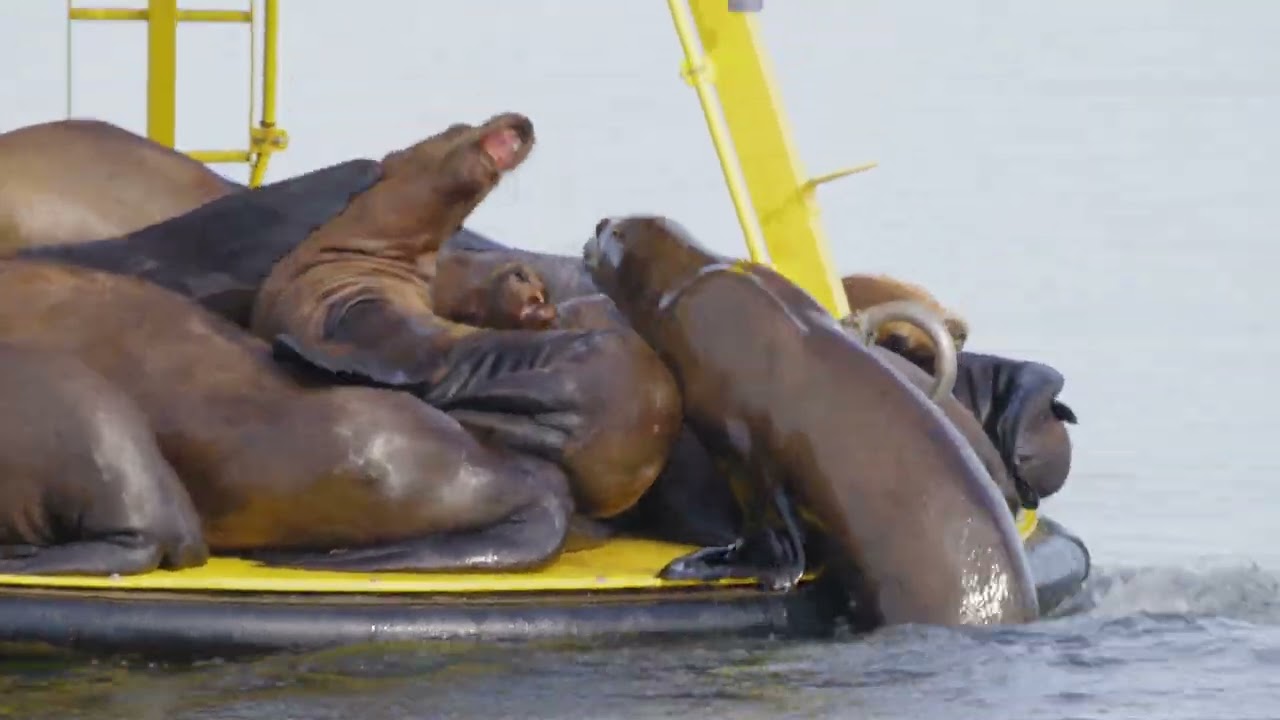 Campbell River Whale Watching