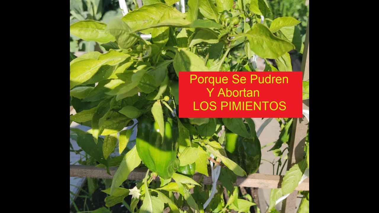 COMO RECONOCER PATOGENOS EN PIMIENTOS