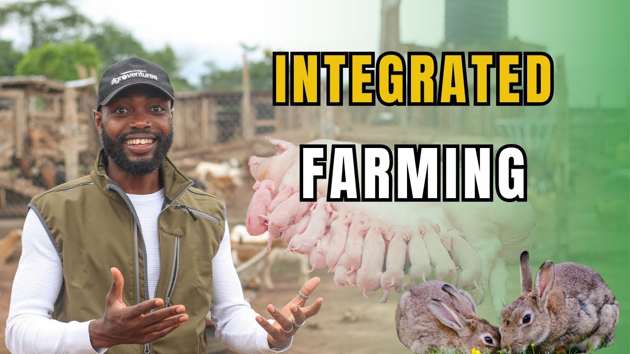 HOW HE REARS PIGS, RABBIT, TURKEY, FOWLS ON JUST A PLOT OF LAND| Farming In Africa