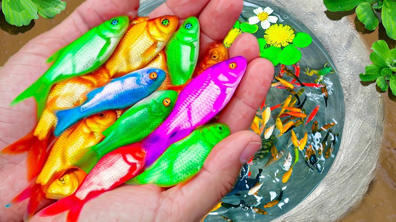 Catching Strange Ornamental Puffer Fish In Tiny Pond, Pencil Fish, Baby Shark, Koi Fish, Red Guppy🐬🐬