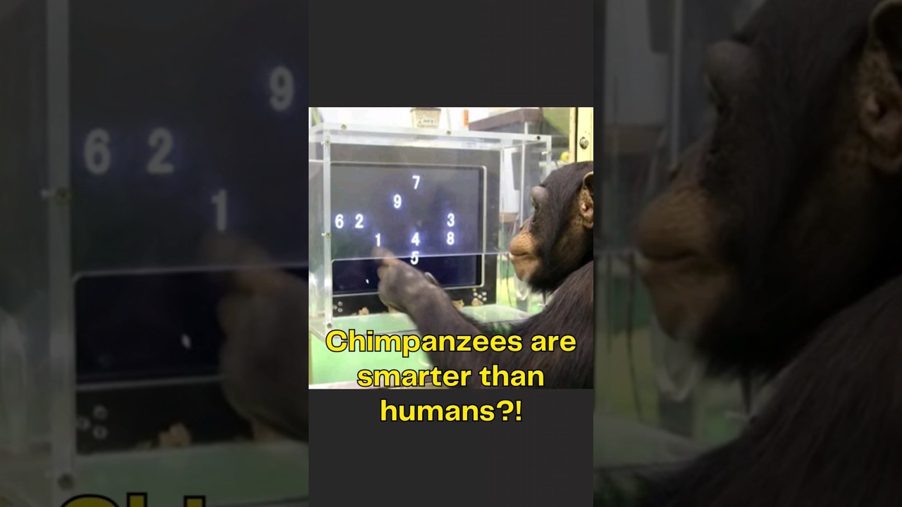 Шимпанзе умнее людей?!