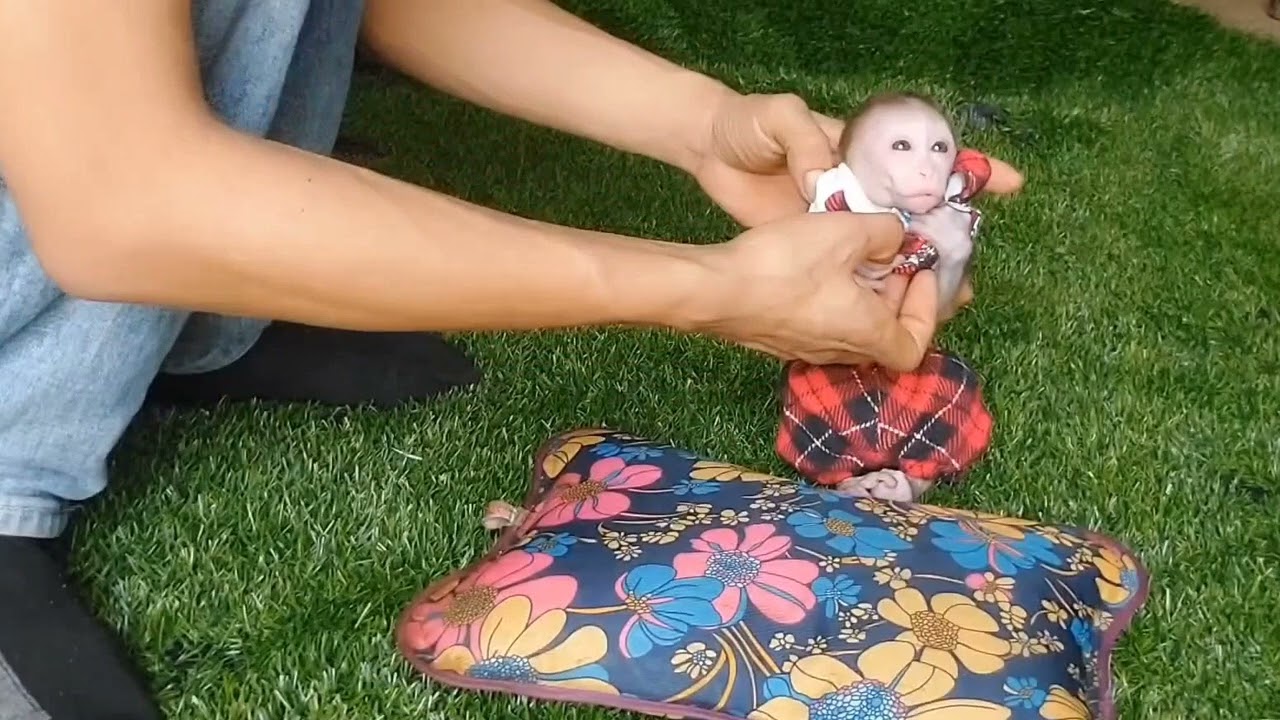 baby nana monkey gets to wear nice clothes and enjoy milk