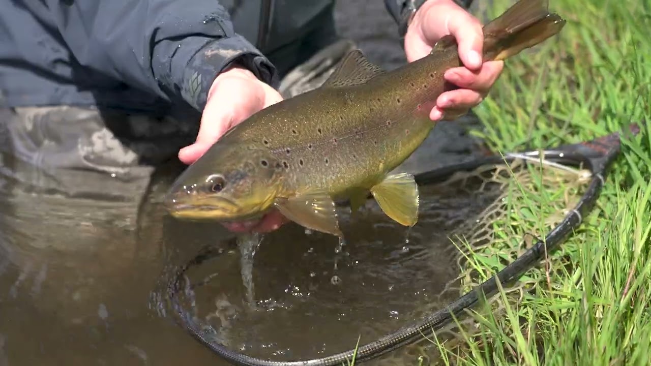 Chilean Patagonia - Streamers and Mice