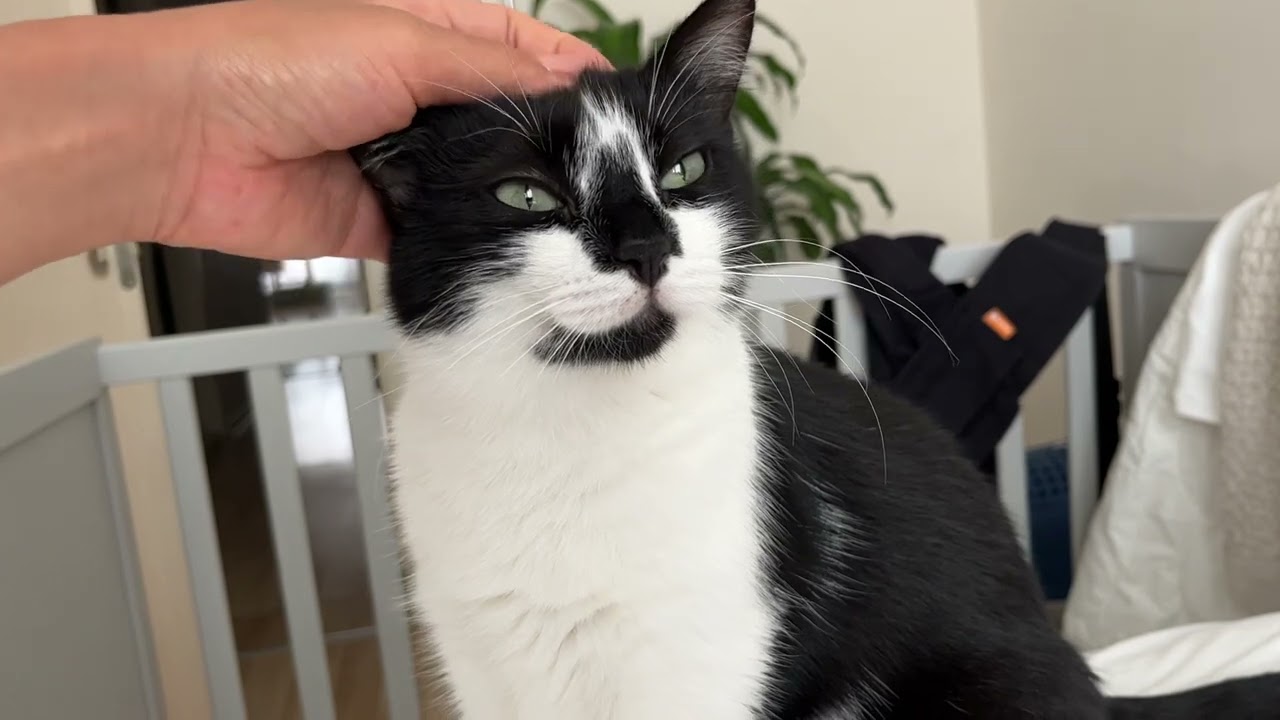 Cats come and say ”good morning”