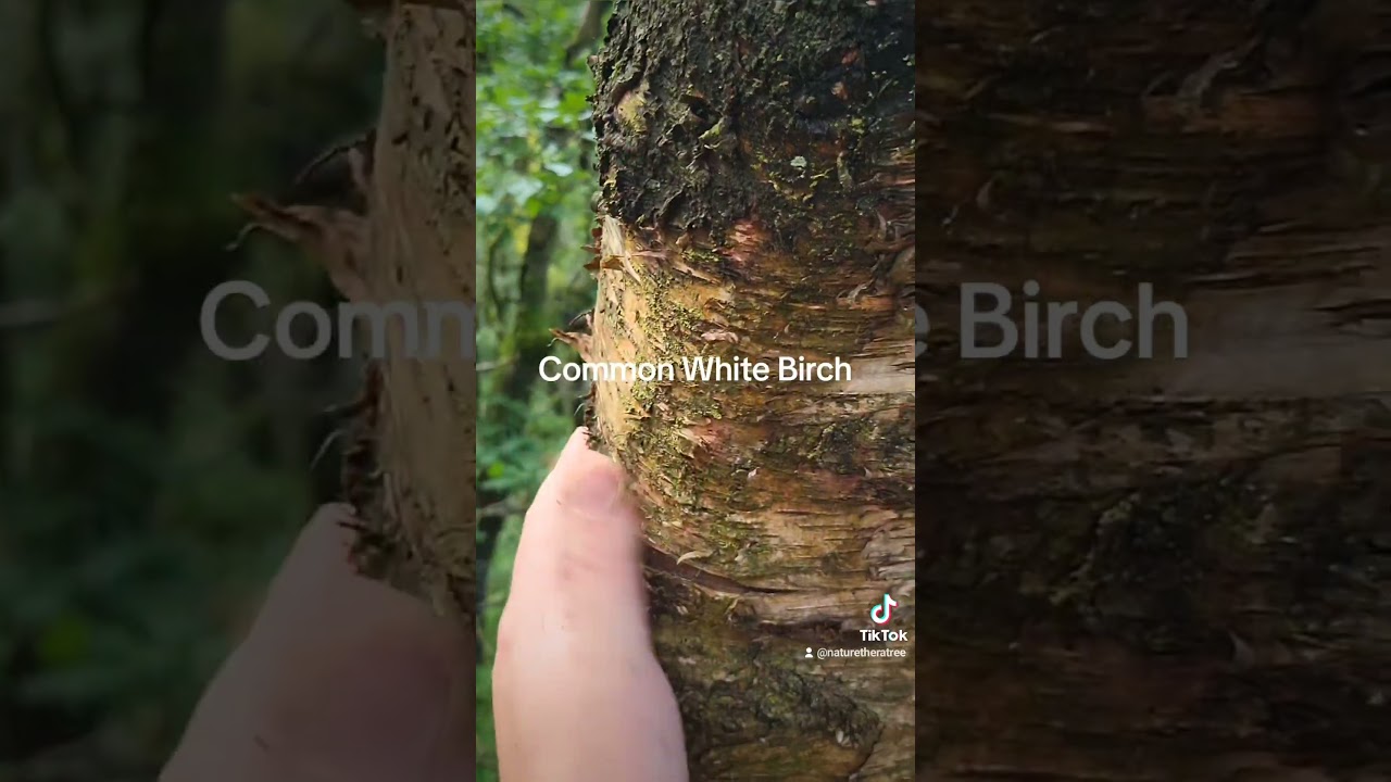 Another happy Common White Birch. #asmr #nature #relax #sleep #satisfying #wildlife