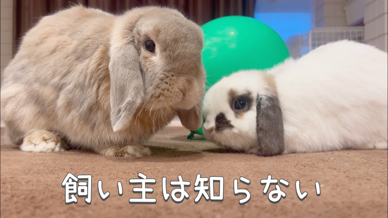 飼い主が寝ている間、実はこうなっていました…#390