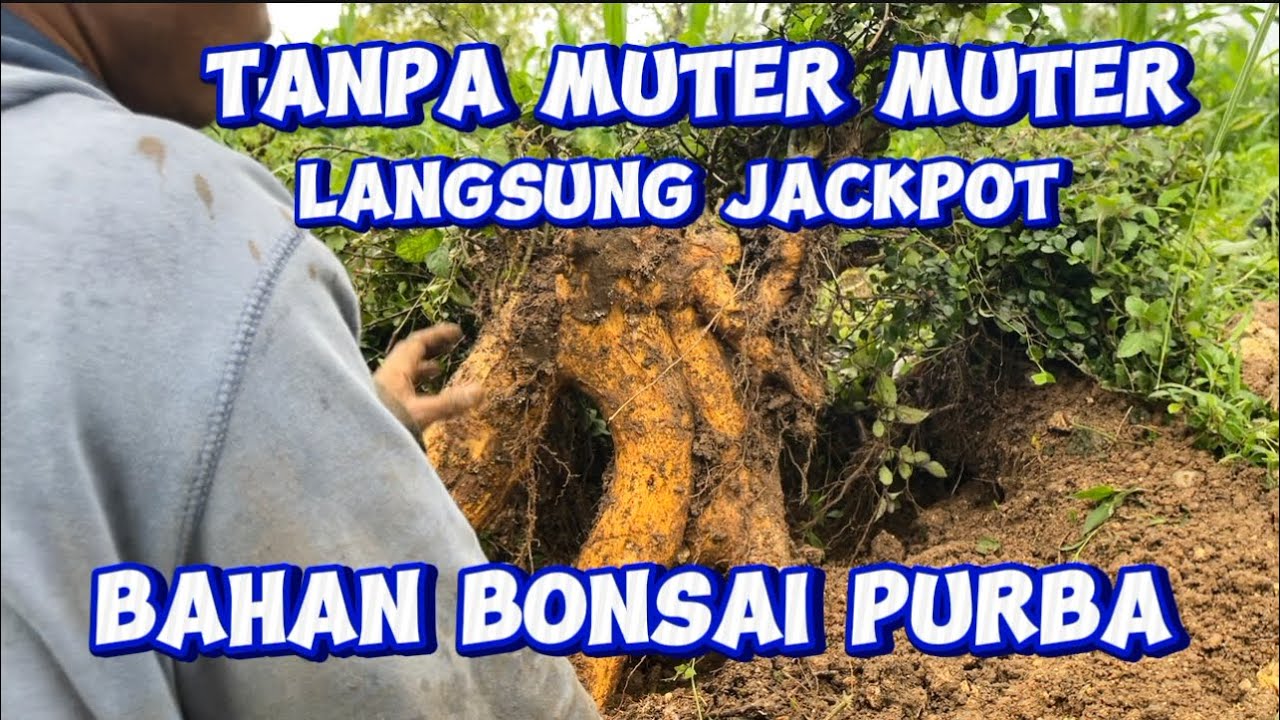 Jackpot bahan bonsai purba