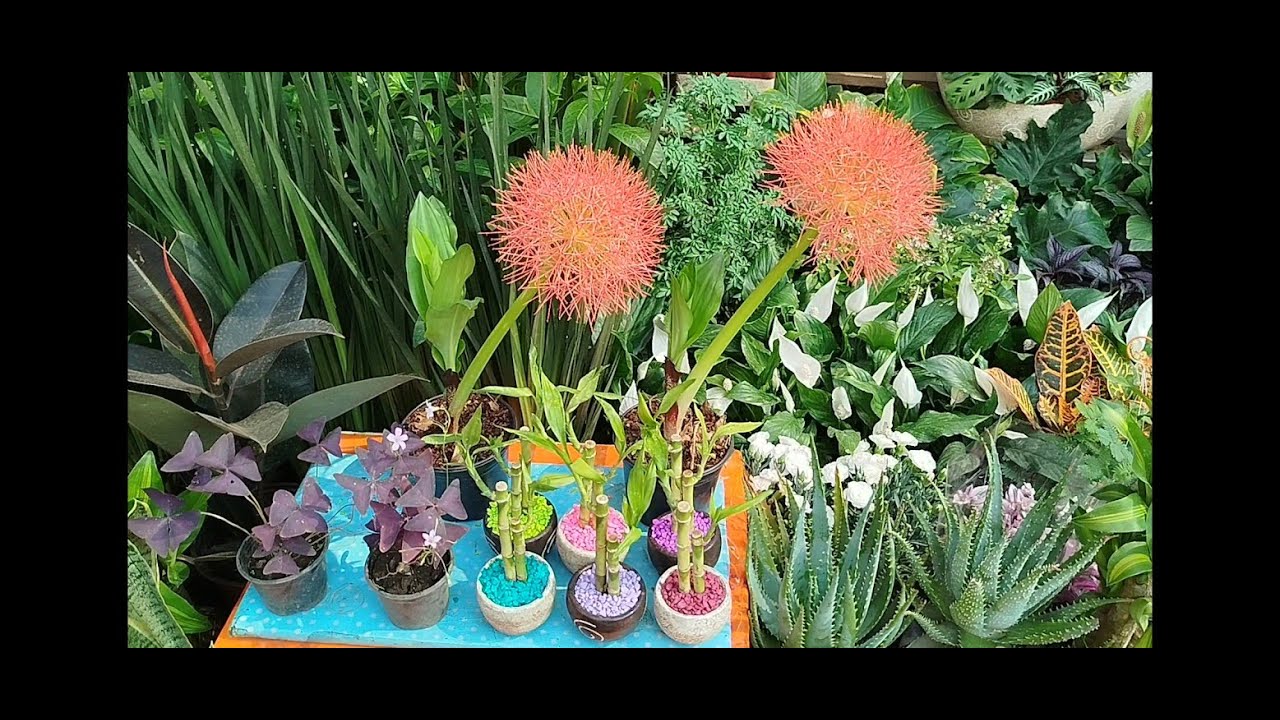 Mercado de plantas de Cuemanco.