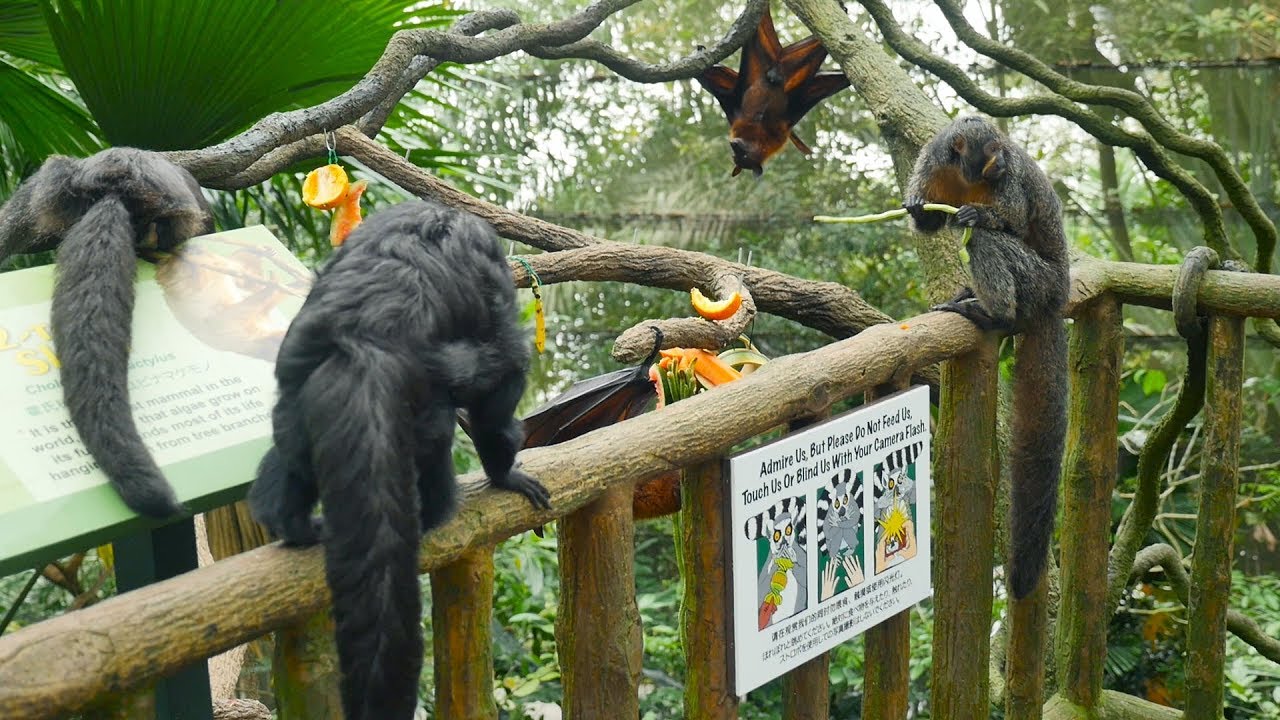 Monkey Eating Banana || Saki Monkeys eating Bananas Video || Monkeys Playing || Funny Monkey in Zoo