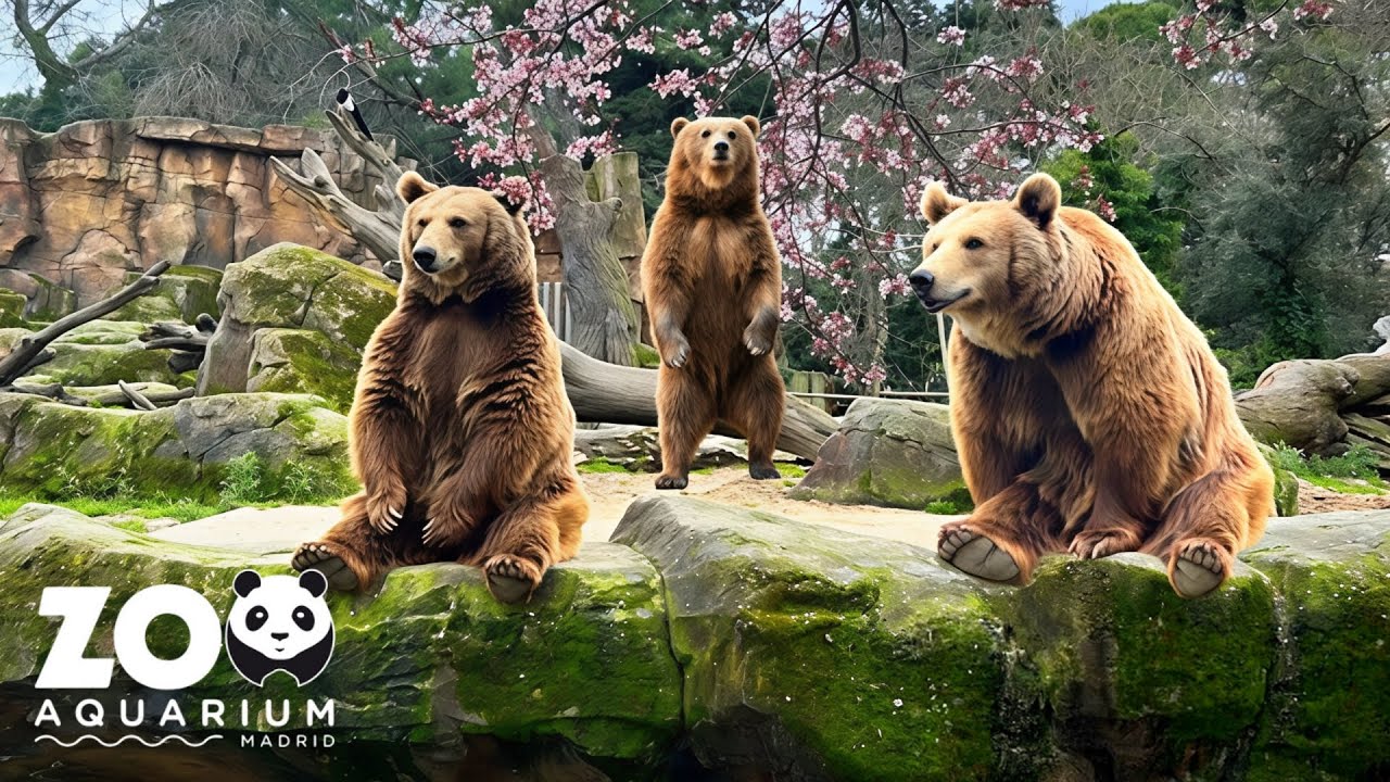 1 DIA en el ZOO AQUARIUM de MADRID ESPA&Ntilde;A | Documental Completo