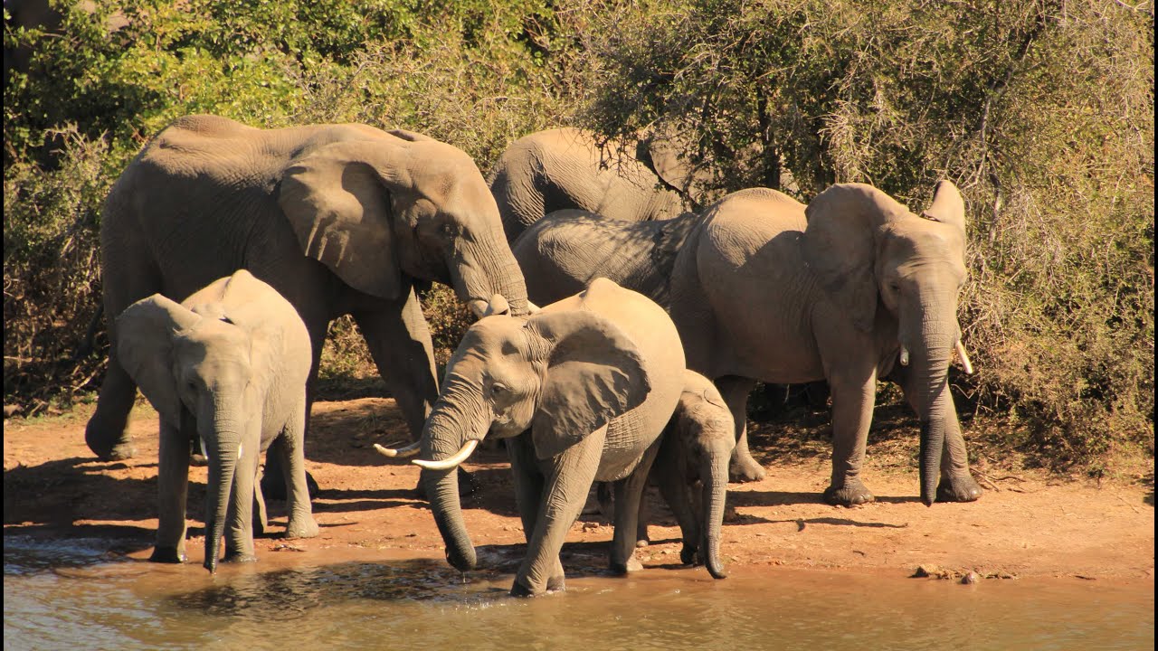 In und um den Krügerpark -  Mopani -   Südafrika 2025