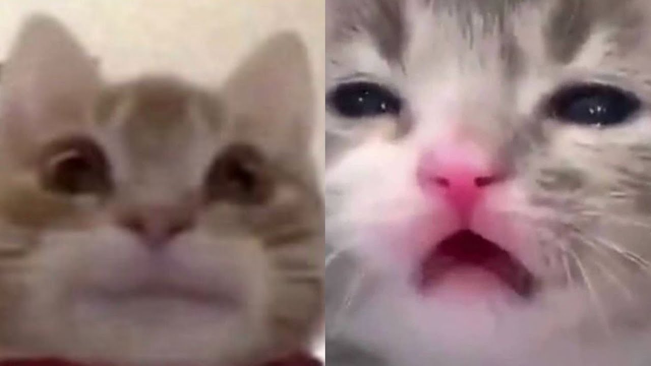 BEST FUNNY MEMES WITH CATS COMPILATION 9