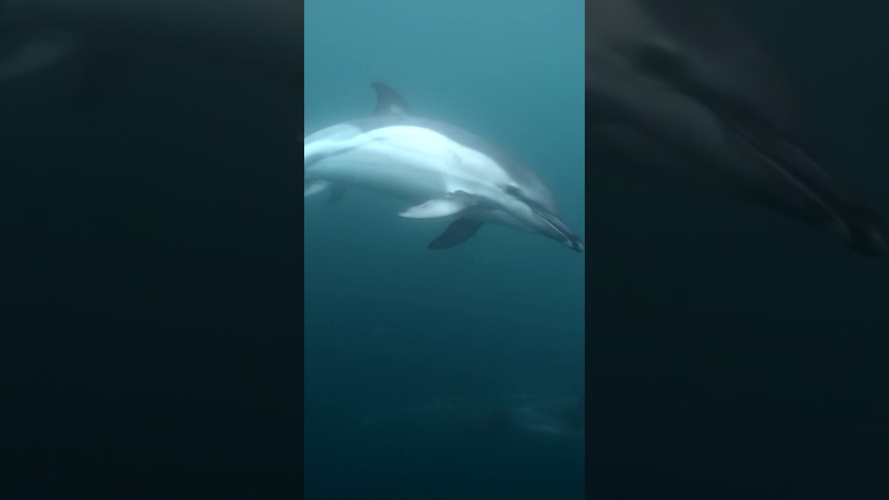Common dolphins in wales #wildlifefilmmaker #ocean