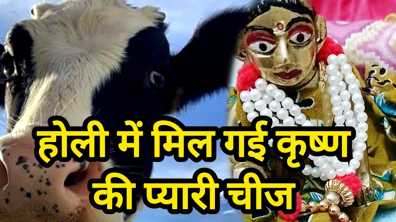 #कृष्ण मिले होली में अपनी गैया से #meri_pukar #love @meri_pukar 