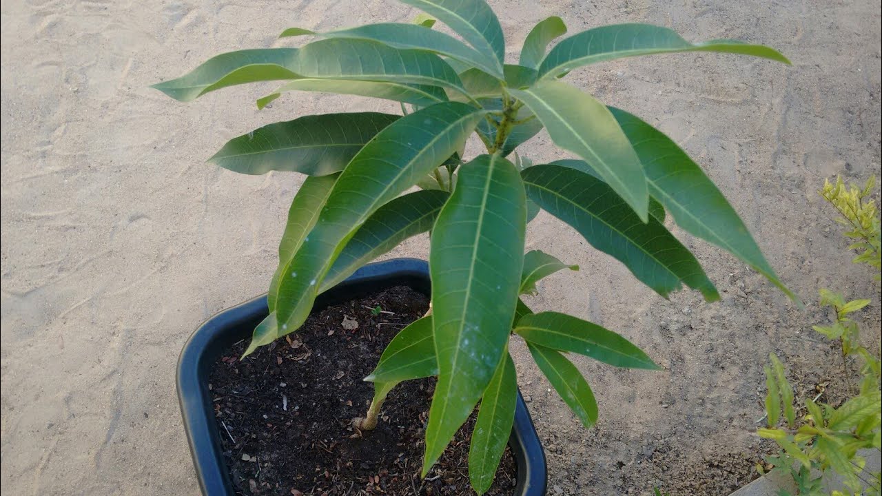 Como plantar pé de manga em vaso.