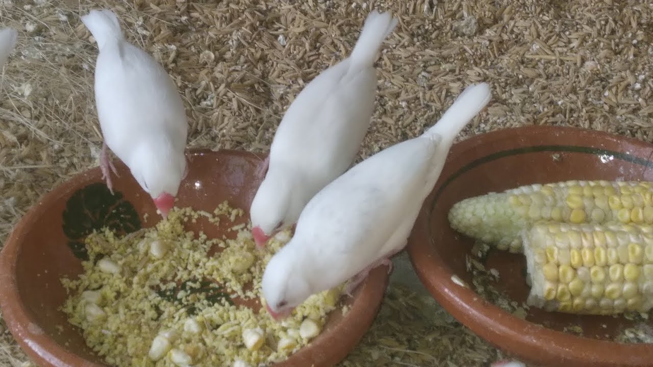 White Java Colony Breeding Progress🐣 || FinchEee