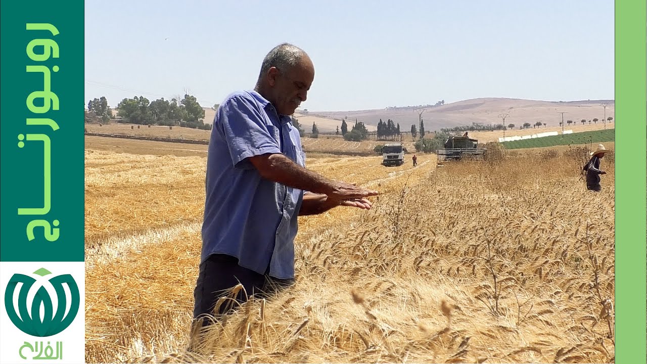 الحبوب بعين تيموشنت..تحكُّم في الإنتاج وتطلُّع إلى التحسين