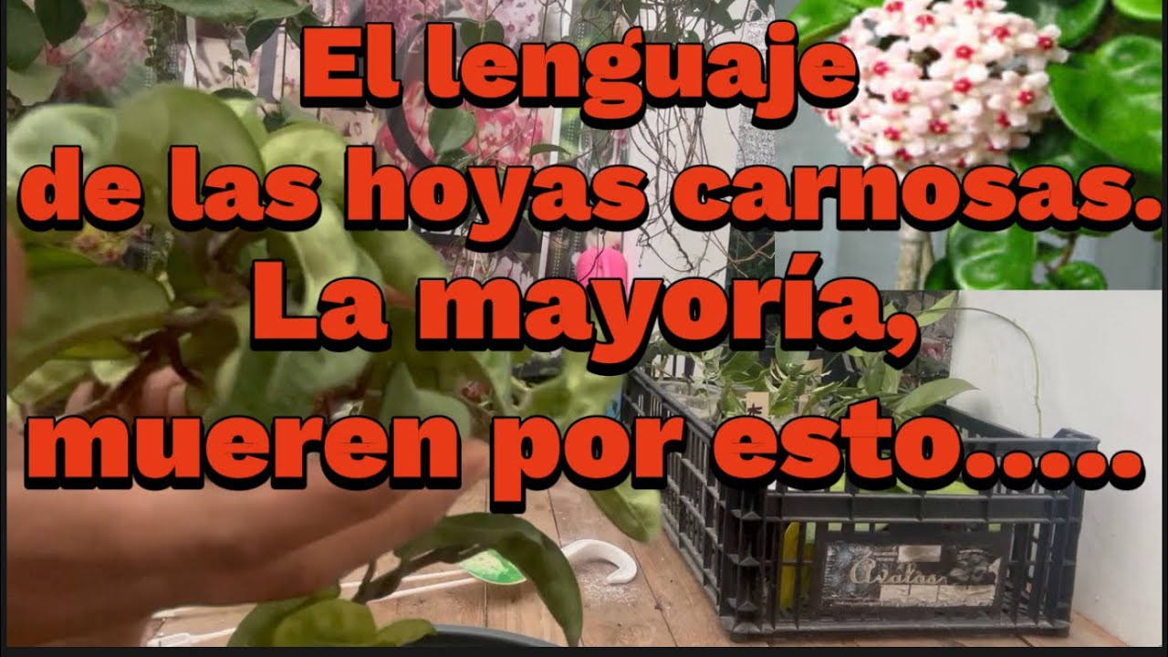 Parece que está sana, pero poco a poco está muriendo. 😱 Obsérvala!🥺