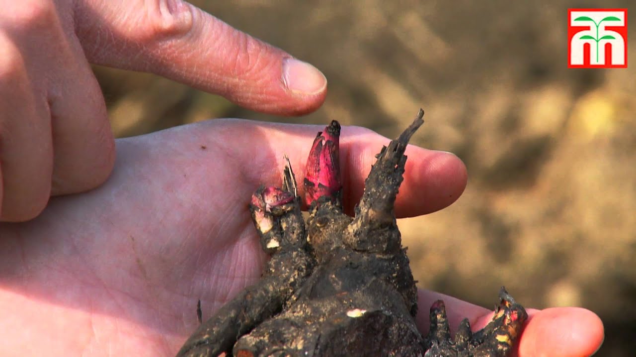 How to plant peonies video with Thompson & Morgan