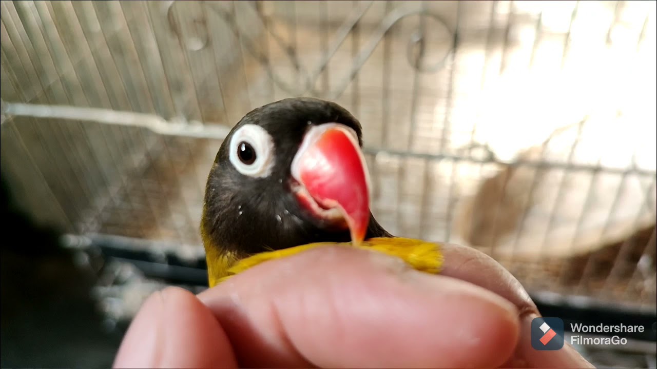 palatandaan Ng African lovebirds if young or matured.red and white beak