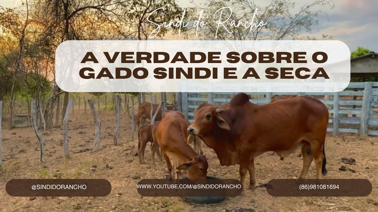 A VERDADE SOBRE O GADO SINDI E A SECA 