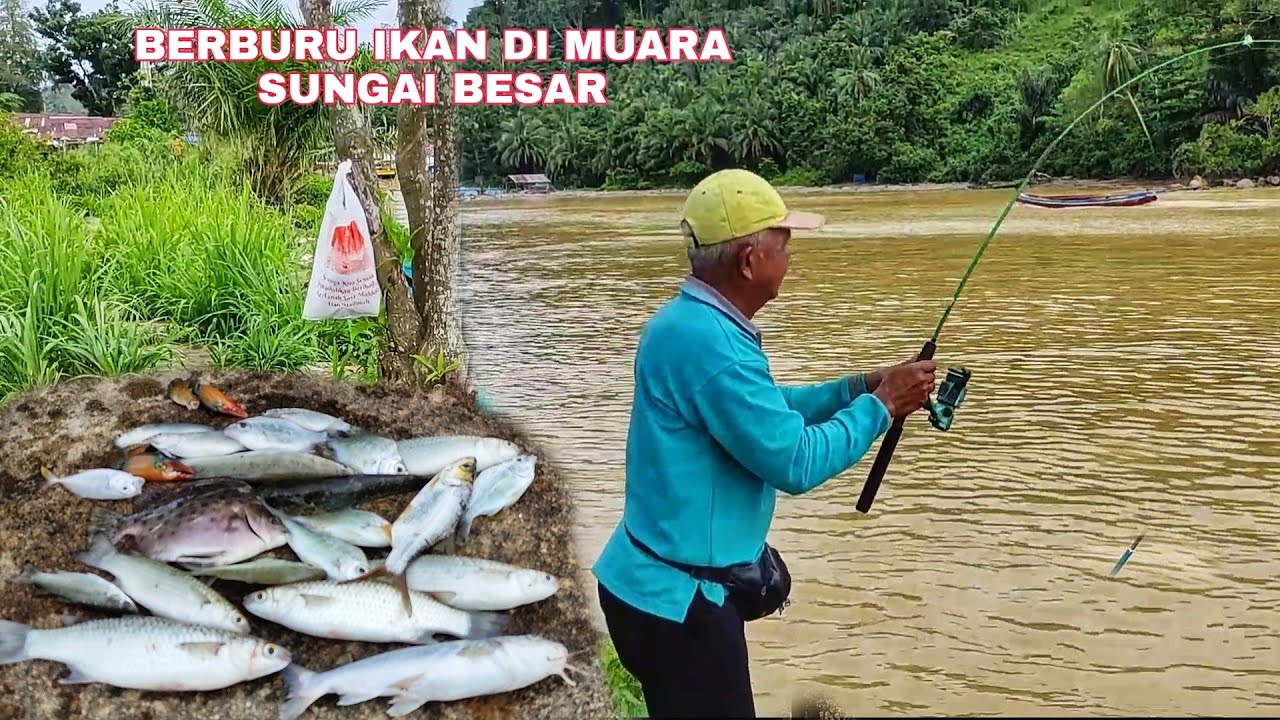 BERBURU IKAN DI MUARA SUNGAI BESAR. 