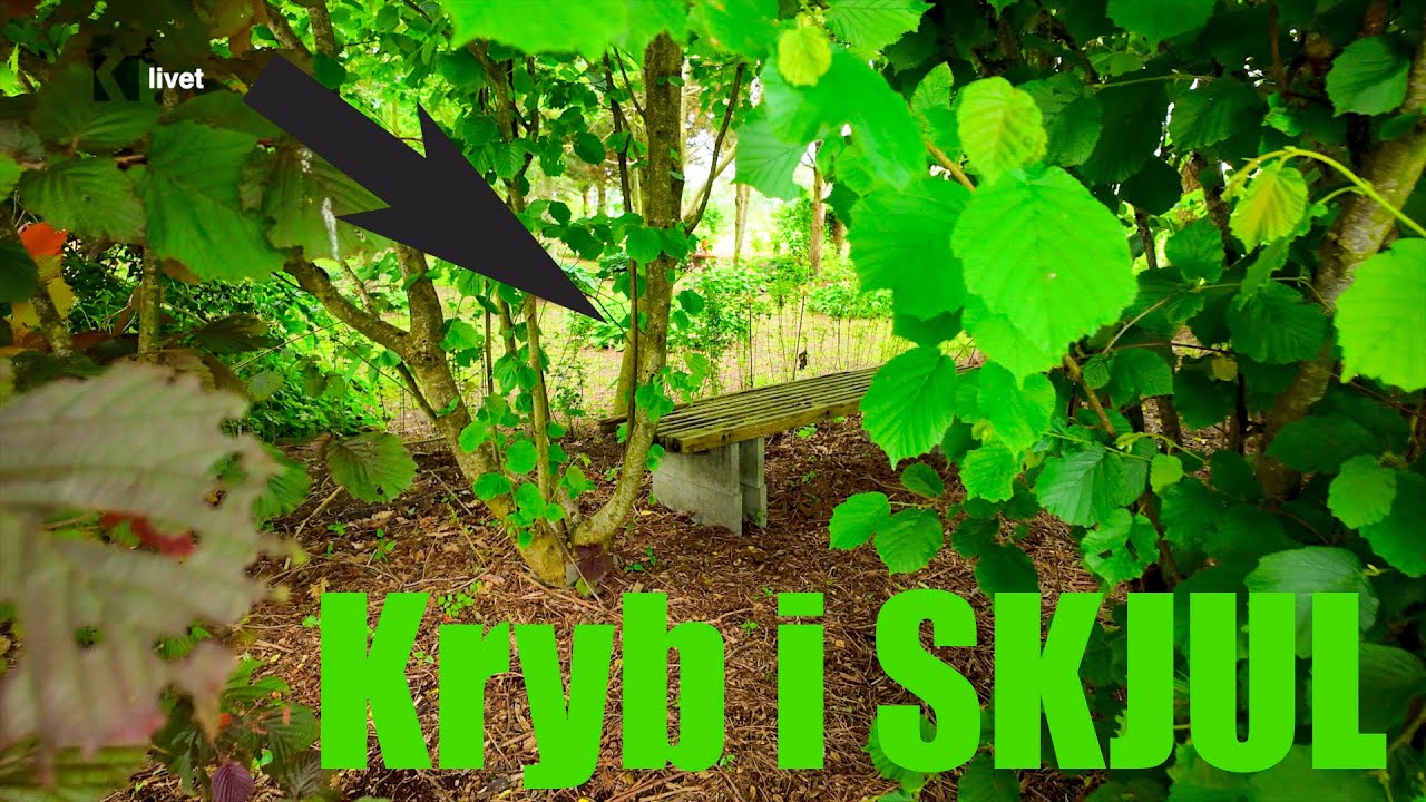 Oplevelser i Majbritts Have: Skjulte Kroge og Store Vidder