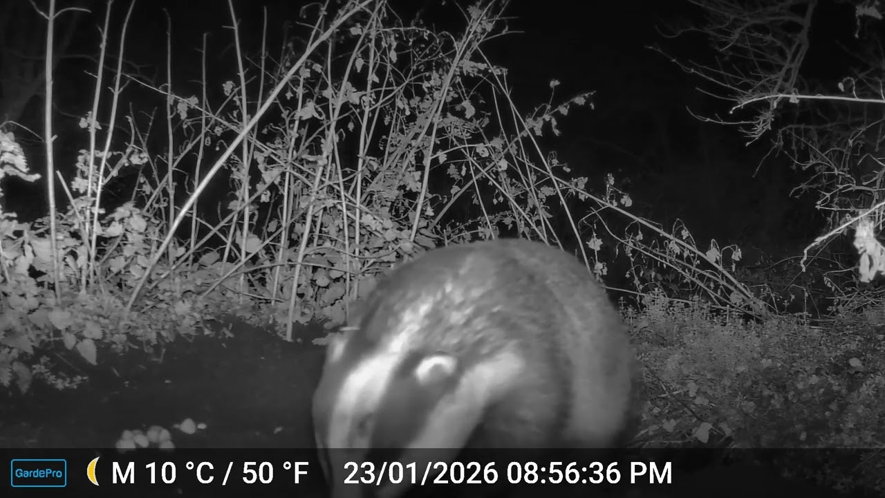 More From The Badger Sett 24.1.26