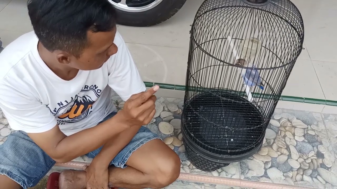 LOVEBIRD JANTAN KONSLET JEDA RAPAT