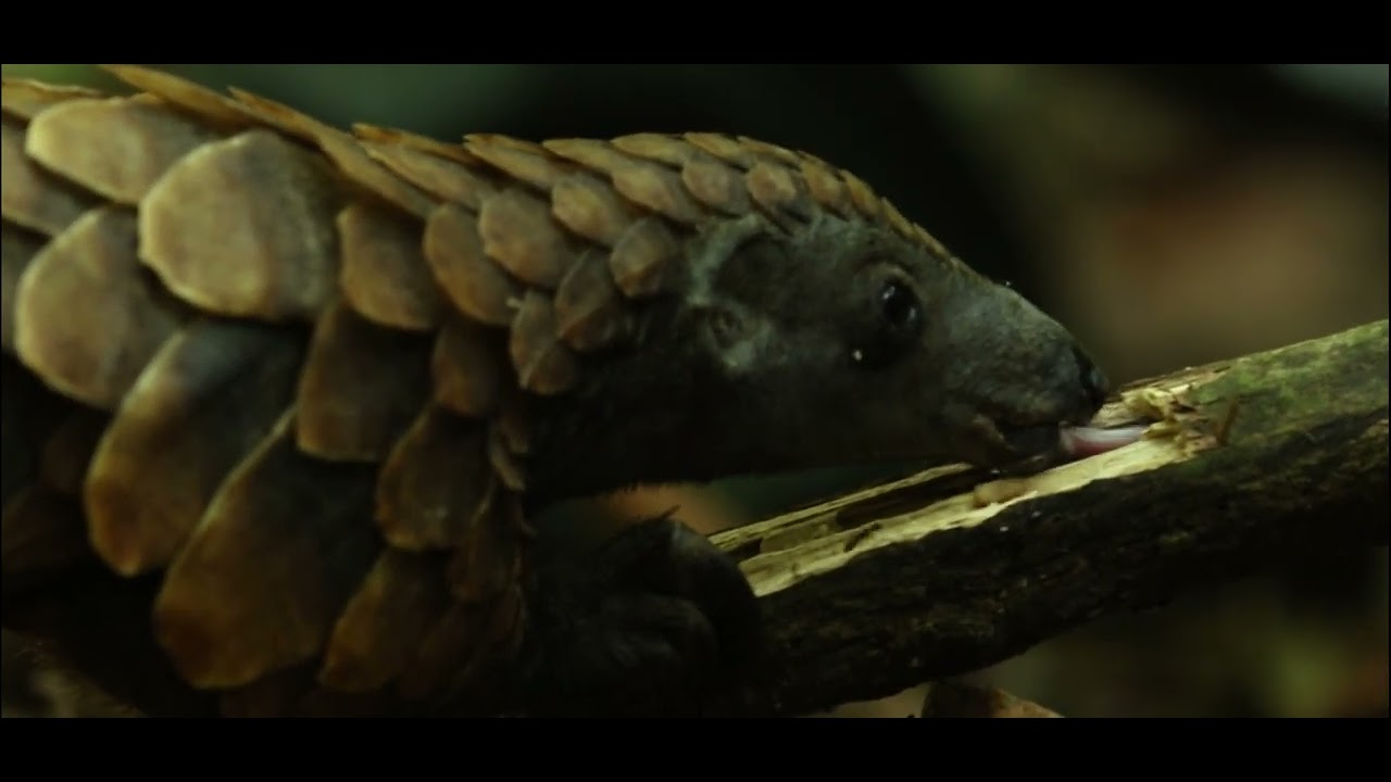 Dzanga-Sangha National Park by SImon Maurissen from Big Horn Studio. Shared by Inspiration Africa.