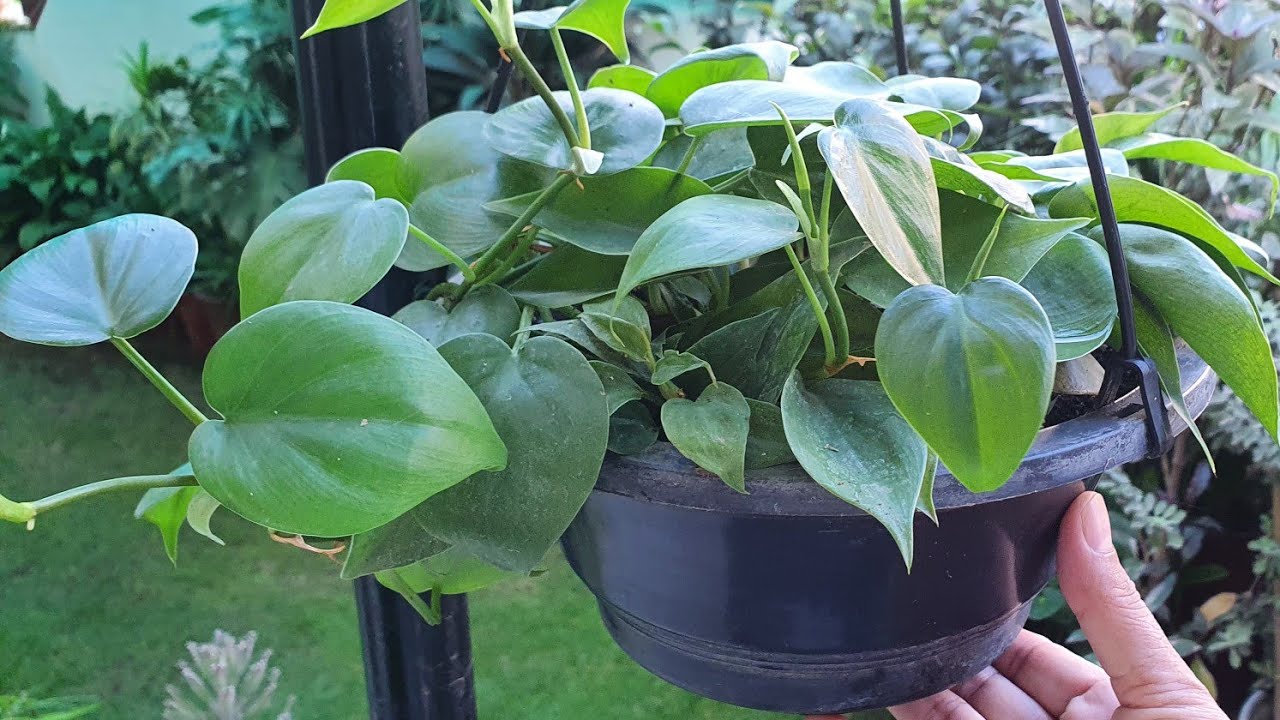 Making of Hanging Basket of Philodendron with update//Potting mix & easy care