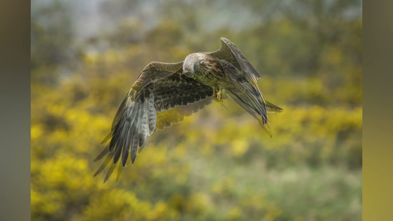 Wildlife in May Part 2 Dumfries and Galloway