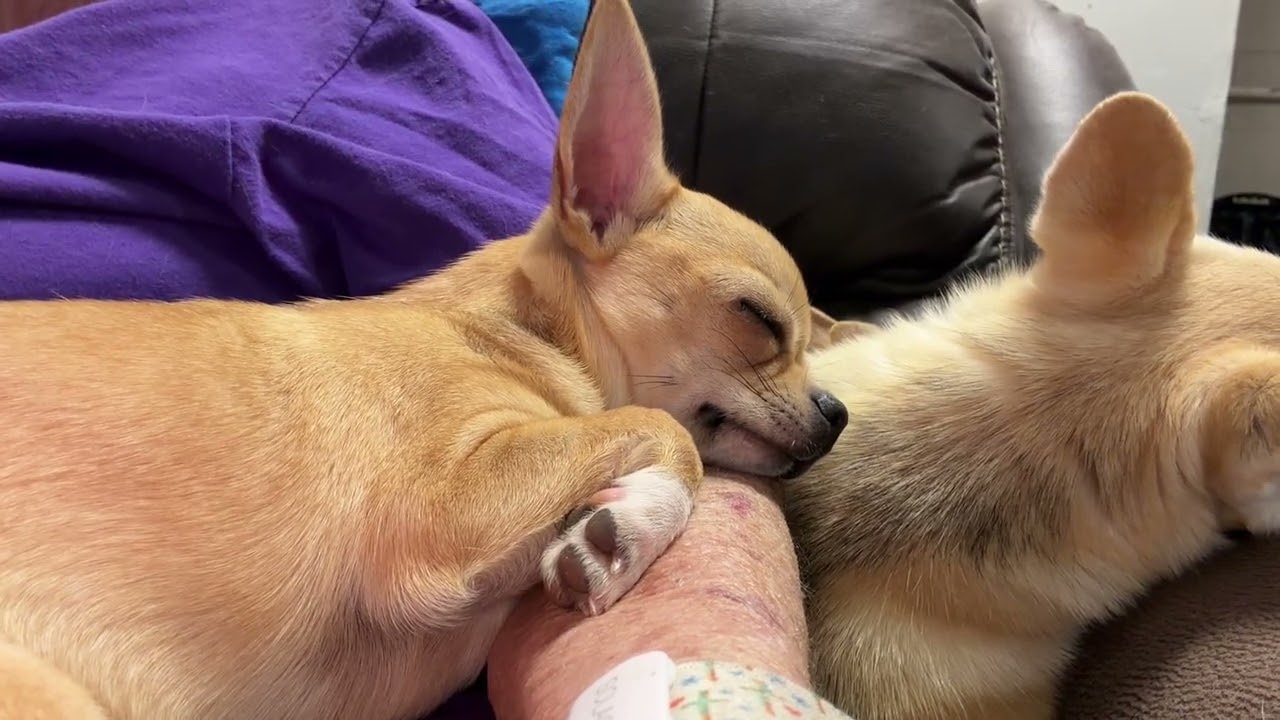 Nap time🐶🐶