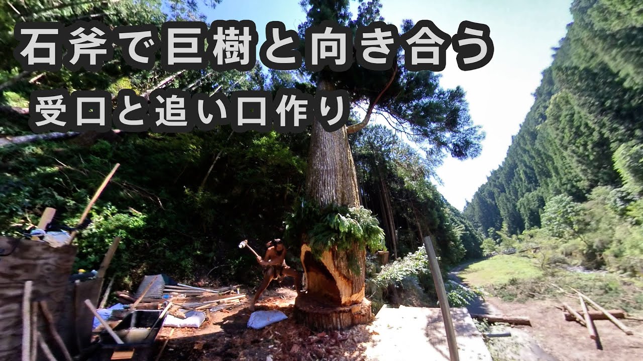 縄文大工・雨宮国広氏(Jomonさん) 石斧での巨樹伐倒 受け口・追い口作りの様子 / Stone Age Carpenter: Kunihiro Amemiya(Jomon-san)