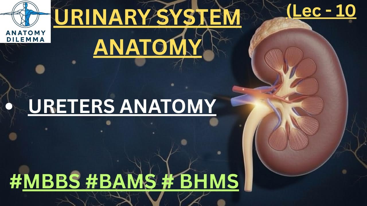 | ureters ANATOMY | #urinarysystemanatomy  | DR Mukul Goyal | #mbbs #bams #anatomy #ureters| 