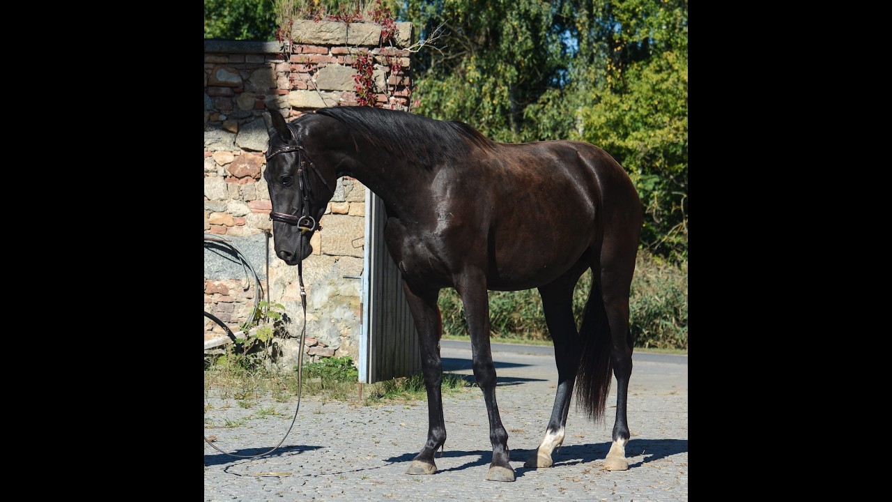 Oldenburger | Mare | Soraya | Dressage @TMHorsesPonies