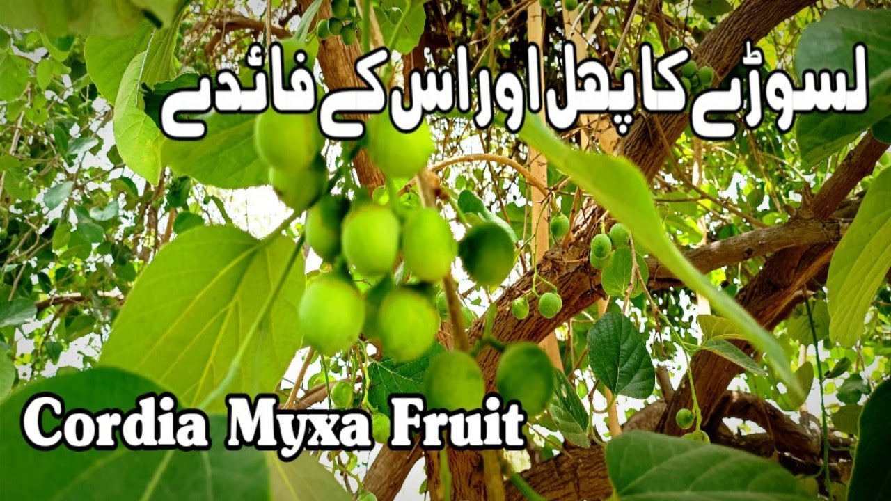 Health Benefits Of Lasoda | Lassora | Cordia Myxa