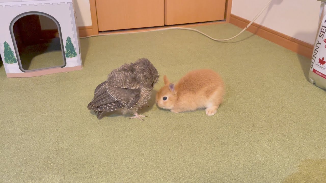 フクロウの赤ちゃん成長記録53日目【スピックスコノハズク】
