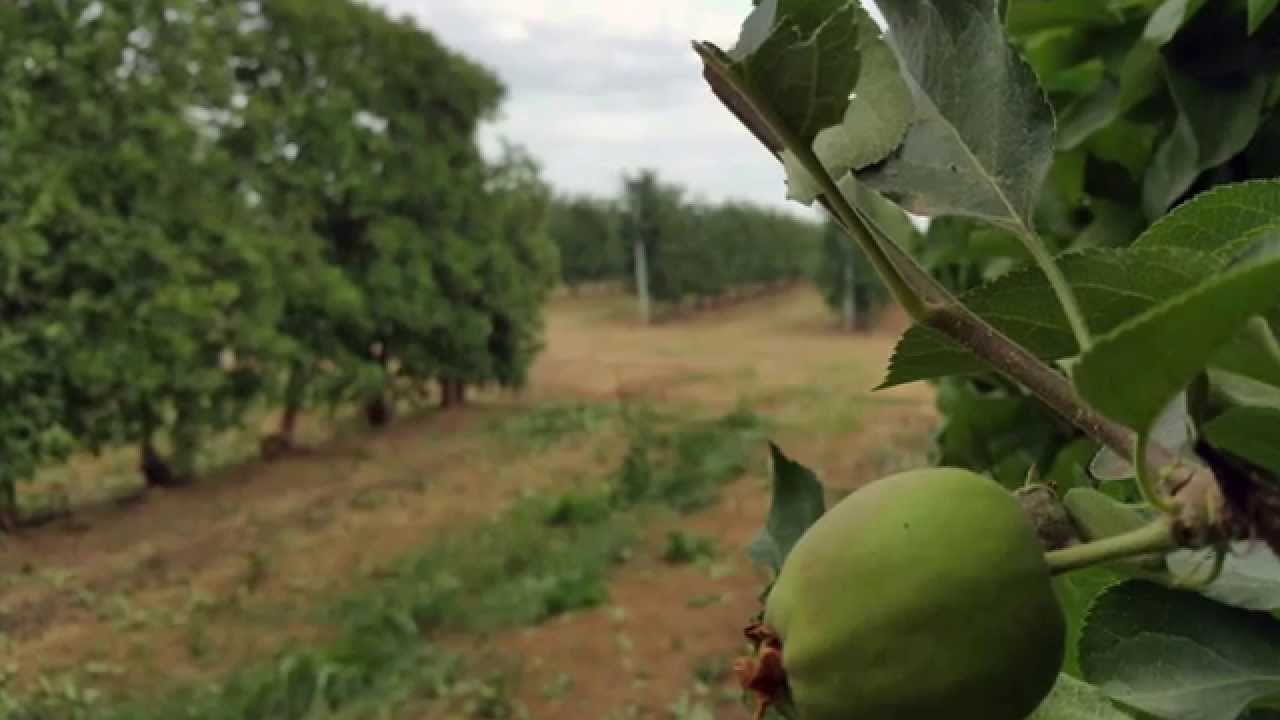 poda mec&aacute;nica en verde del manzano | mechanical pruning of apple