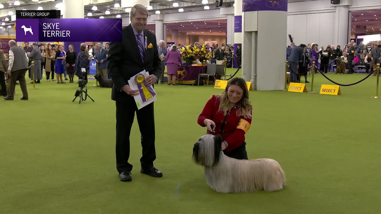 Skye Terriers | Breed Judging 2025