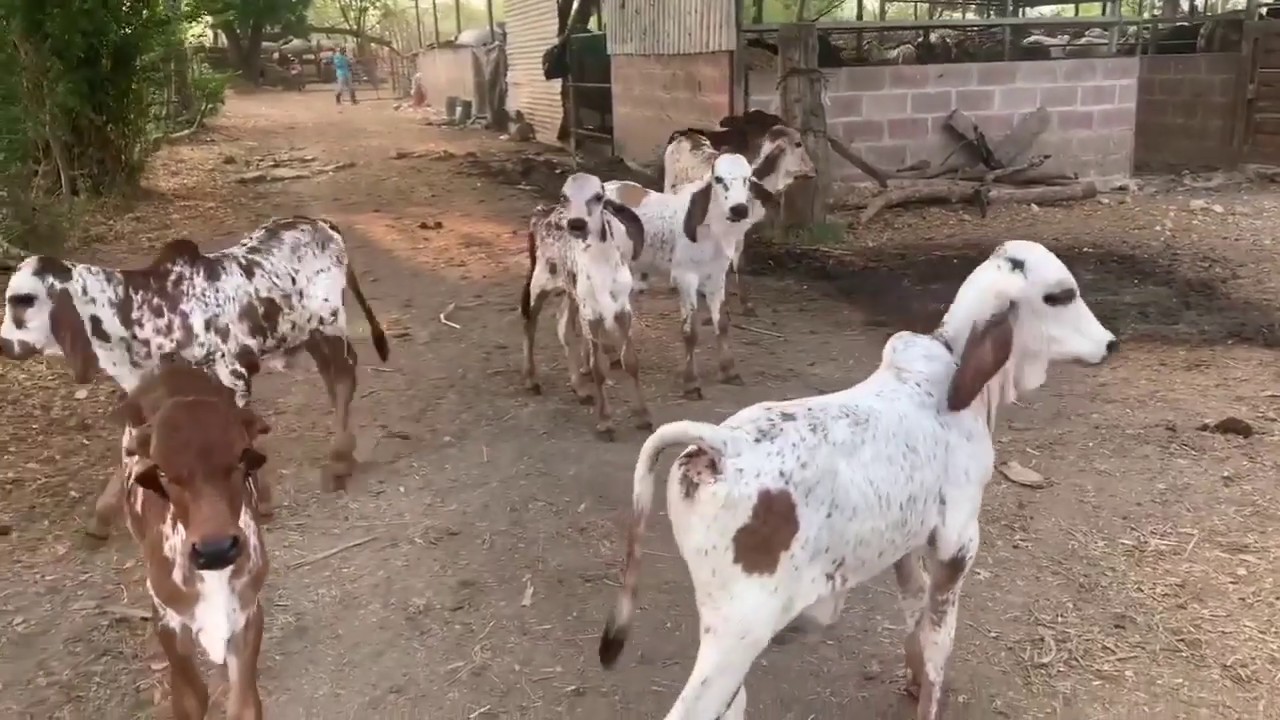 Un d&iacute;a en el campo con los Terneros - el salvador en el campo