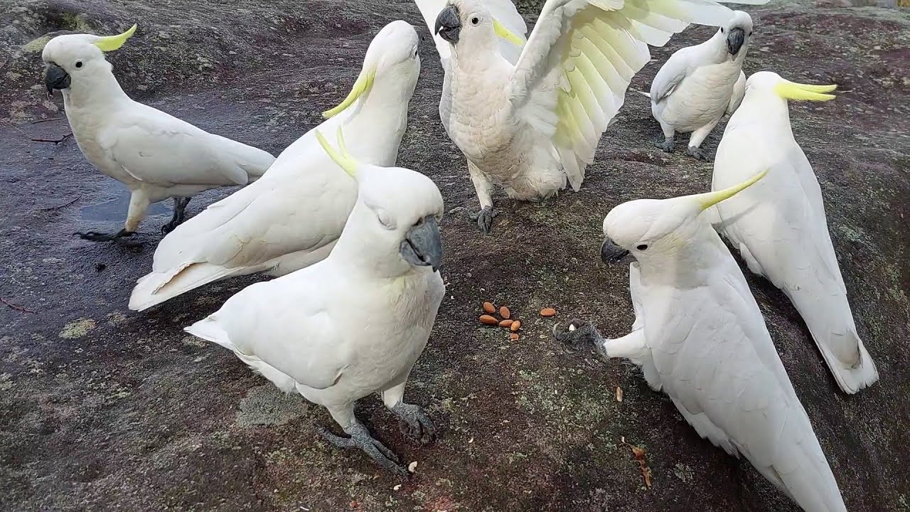 Feeding Cockatoos At Centennial Park