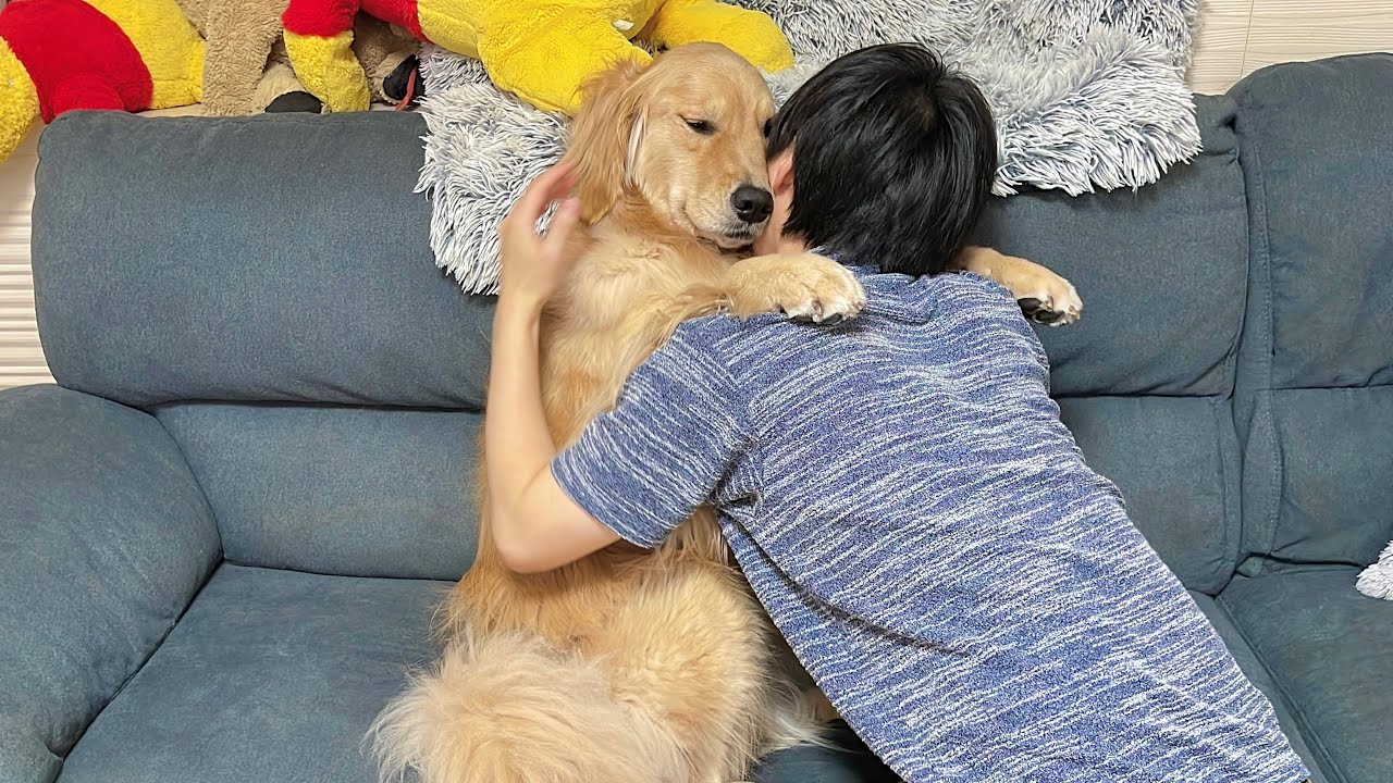 寝たくないとまるで人間の子供のように駄々をこね始めるゴールデンレトリバーが可愛すぎました...