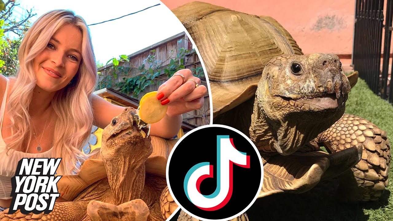 Meet the owner of a 175 lb tortoise | Viral Pets | New York Post